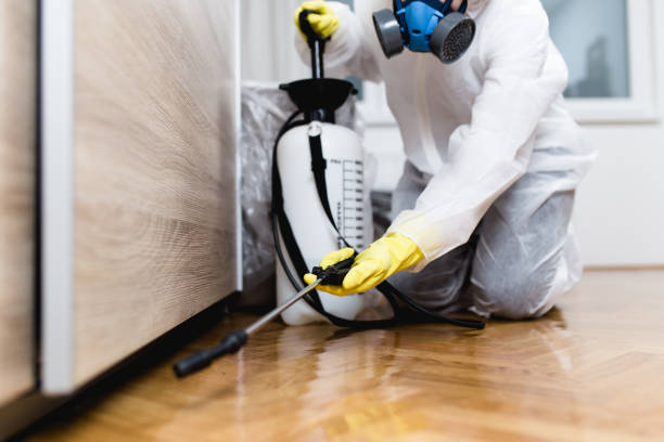 Best Mosquito Control Services  in Three Points, AZ