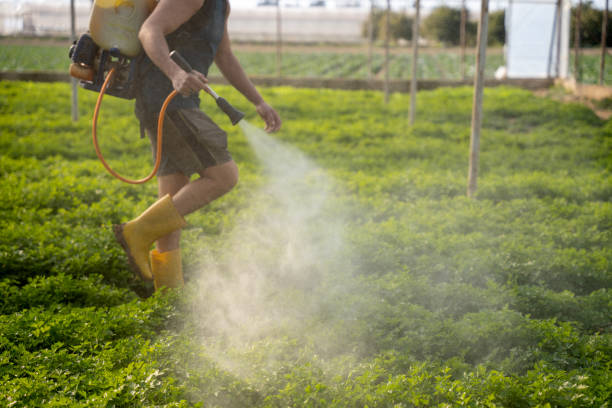 Best Pest Control for Homes  in Three Points, AZ