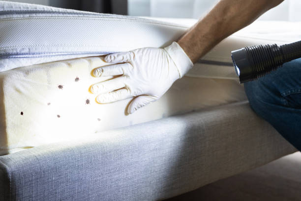 Best Insect Control  in Three Points, AZ