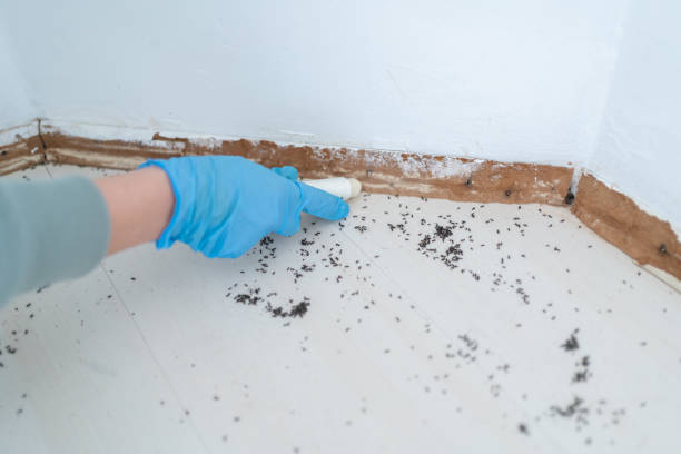 Best Cockroach Control Services  in Three Points, AZ
